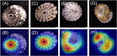 Using computer vision to identify limpets from their shells: a case study using four species from the Baja California peninsula